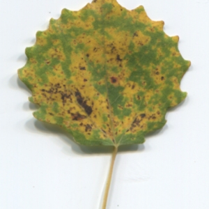 Photographie n°50248 du taxon Populus tremula L. [1753]