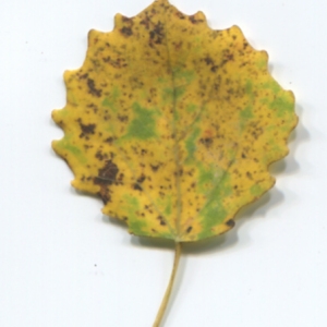 Photographie n°50249 du taxon Populus tremula L. [1753]