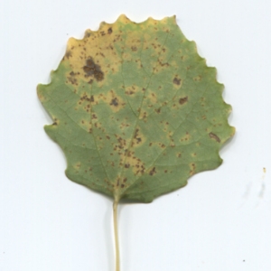 Photographie n°50254 du taxon Populus tremula L. [1753]