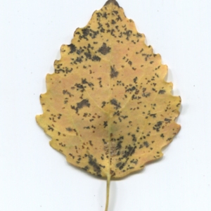 Photographie n°50258 du taxon Populus tremula L. [1753]