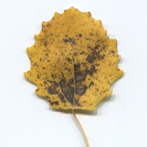 Photographie n°50273 du taxon Populus tremula L. [1753]