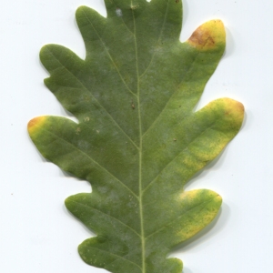 Photographie n°50280 du taxon Quercus robur L. [1753]