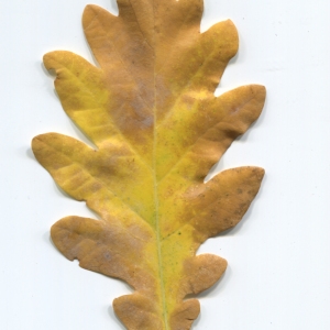 Photographie n°50283 du taxon Quercus robur L. [1753]