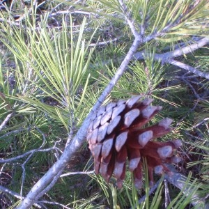 Photographie n°50293 du taxon Pinus halepensis Mill. [1768]