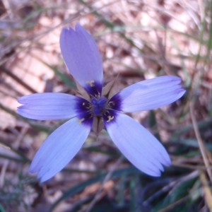 Photographie n°50309 du taxon Catananche caerulea L. [1753]