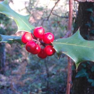 Photographie n°50313 du taxon Ilex aquifolium L. [1753]