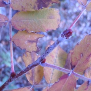 Photographie n°50315 du taxon Sorbus domestica L. [1753]