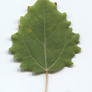 Photographie n°50328 du taxon Populus tremula L. [1753]