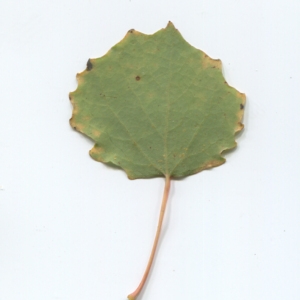 Photographie n°50336 du taxon Populus tremula L. [1753]