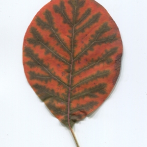 Photographie n°50357 du taxon Cotinus coggygria Scop. [1771]