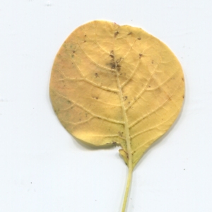 Photographie n°50370 du taxon Cotinus coggygria Scop. [1771]