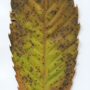 Photographie n°50371 du taxon Castanea sativa Mill. [1768]