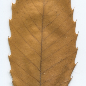 Photographie n°50372 du taxon Castanea sativa Mill. [1768]