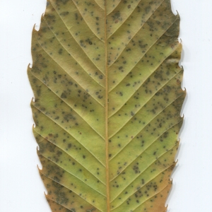 Photographie n°50375 du taxon Castanea sativa Mill. [1768]