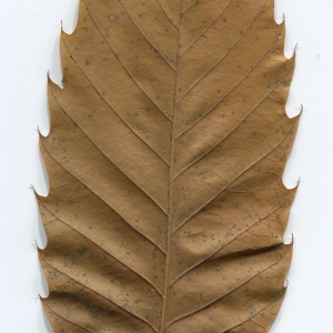 Photographie n°50378 du taxon Castanea sativa Mill. [1768]