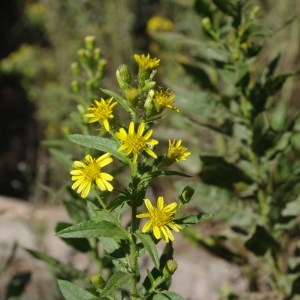 Photographie n°50380 du taxon Inula viscosa (L.) Aiton [1789]