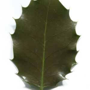 Photographie n°50398 du taxon Ilex aquifolium L. [1753]