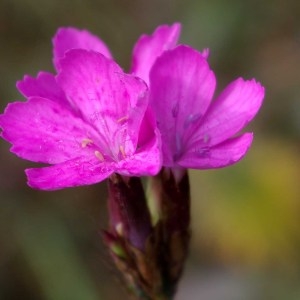 Photographie n°50399 du taxon Dianthus carthusianorum L. [1753]