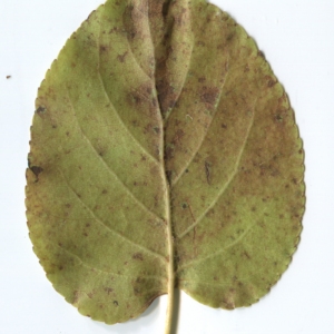 Photographie n°50415 du taxon Alnus cordata (Loisel.) Duby [1828]