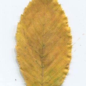 Photographie n°50423 du taxon Carpinus betulus L. [1753]