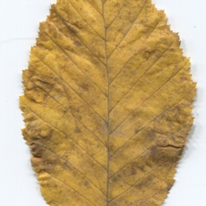 Photographie n°50424 du taxon Carpinus betulus L. [1753]