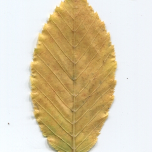 Photographie n°50427 du taxon Carpinus betulus L. [1753]