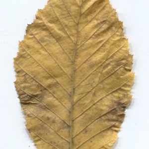 Photographie n°50428 du taxon Carpinus betulus L. [1753]