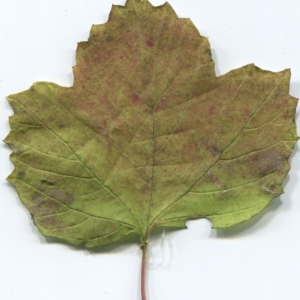 Photographie n°50449 du taxon Viburnum opulus L. [1753]