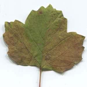 Photographie n°50451 du taxon Viburnum opulus L. [1753]