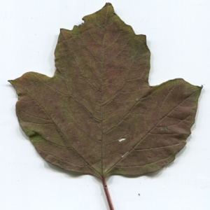 Photographie n°50454 du taxon Viburnum opulus L. [1753]
