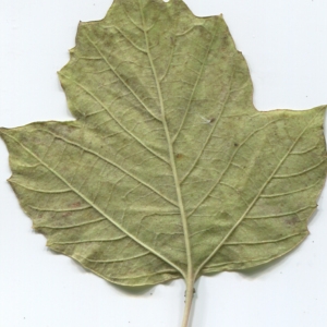 Photographie n°50455 du taxon Viburnum opulus L. [1753]