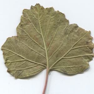 Photographie n°50461 du taxon Viburnum opulus L. [1753]