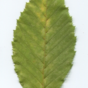 Photographie n°50479 du taxon Carpinus betulus L. [1753]