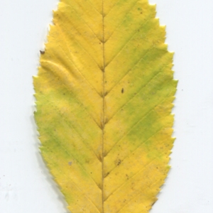 Photographie n°50481 du taxon Carpinus betulus L. [1753]