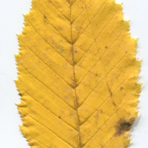 Photographie n°50482 du taxon Carpinus betulus L. [1753]