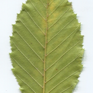 Photographie n°50485 du taxon Carpinus betulus L. [1753]