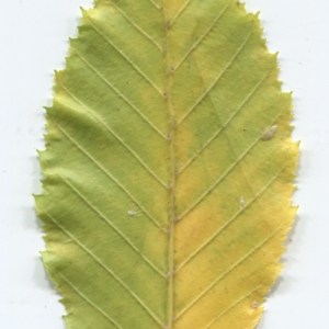 Photographie n°50486 du taxon Carpinus betulus L. [1753]