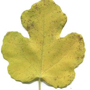 Photographie n°50495 du taxon Ficus carica L. [1753]