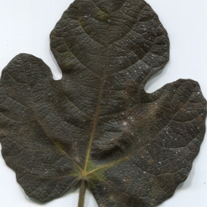 Photographie n°50498 du taxon Ficus carica L. [1753]