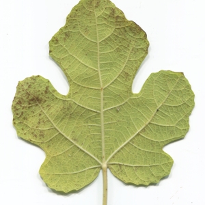 Photographie n°50503 du taxon Ficus carica L. [1753]