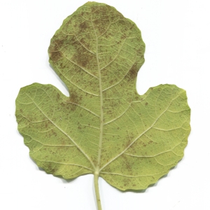 Photographie n°50504 du taxon Ficus carica L. [1753]