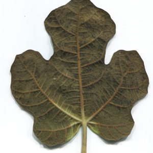 Photographie n°50508 du taxon Ficus carica L. [1753]