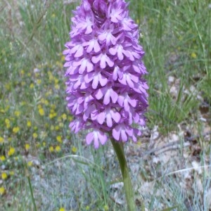 Photographie n°50509 du taxon Anacamptis pyramidalis (L.) Rich. [1817]