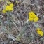  Genevieve Botti - Achillea tomentosa L. [1753]