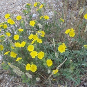 Photographie n°50516 du taxon Helianthemum hirtum (L.) Mill. [1768]