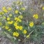  Genevieve Botti - Helianthemum hirtum (L.) Mill. [1768]