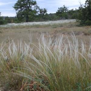 Photographie n°50520 du taxon Stipa pennata L. [1753]