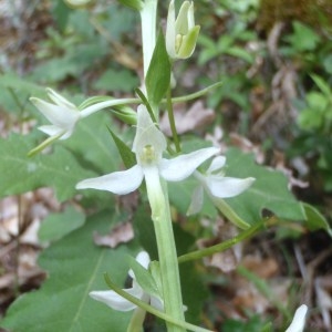 Photographie n°50522 du taxon Platanthera bifolia (L.) Rich. [1817]