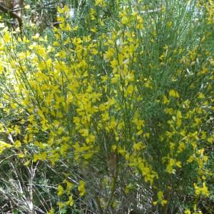 Photographie n°50528 du taxon Genista cinerea (Vill.) DC. [1805]