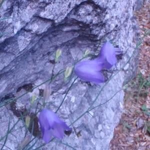 Photographie n°50532 du taxon Campanula rotundifolia L. [1753]